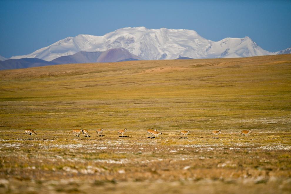 Birth-giving migratory journey of Tibetan antelopes in SW China's Xizang