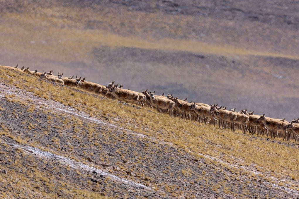 Birth-giving migratory journey of Tibetan antelopes in SW China's Xizang