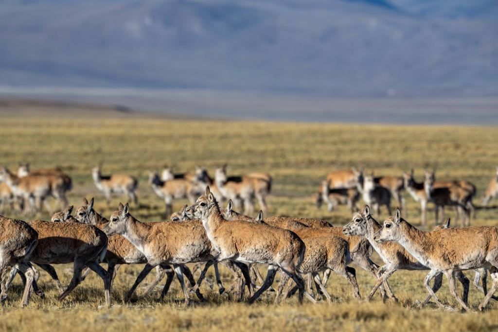 Birth-giving migratory journey of Tibetan antelopes in SW China's Xizang