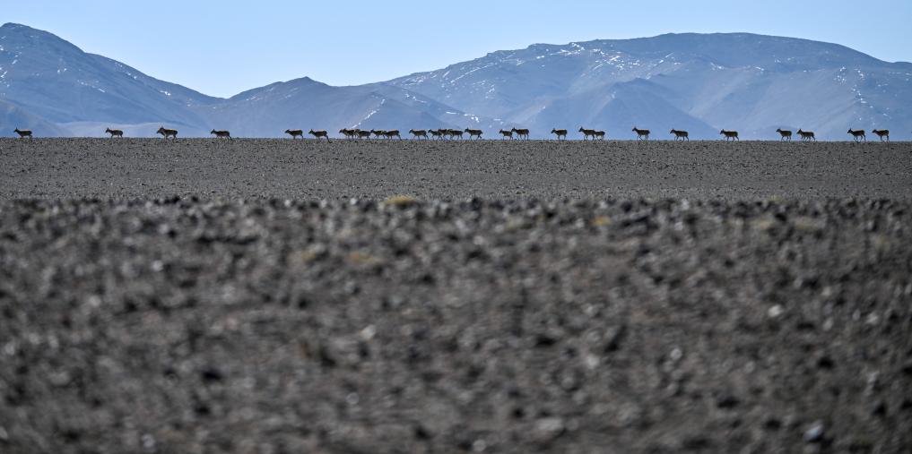 Birth-giving migratory journey of Tibetan antelopes in SW China's Xizang