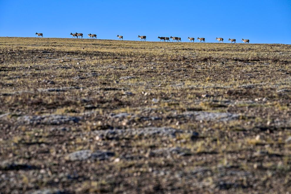 Birth-giving migratory journey of Tibetan antelopes in SW China's Xizang