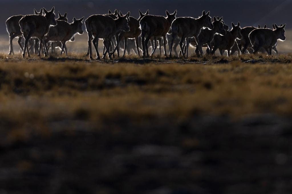 Birth-giving migratory journey of Tibetan antelopes in SW China's Xizang