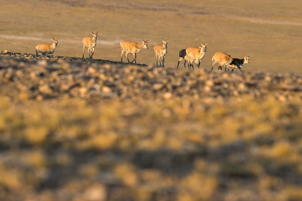 Birth-giving migratory journey of Tibetan antelopes in SW China's Xizang