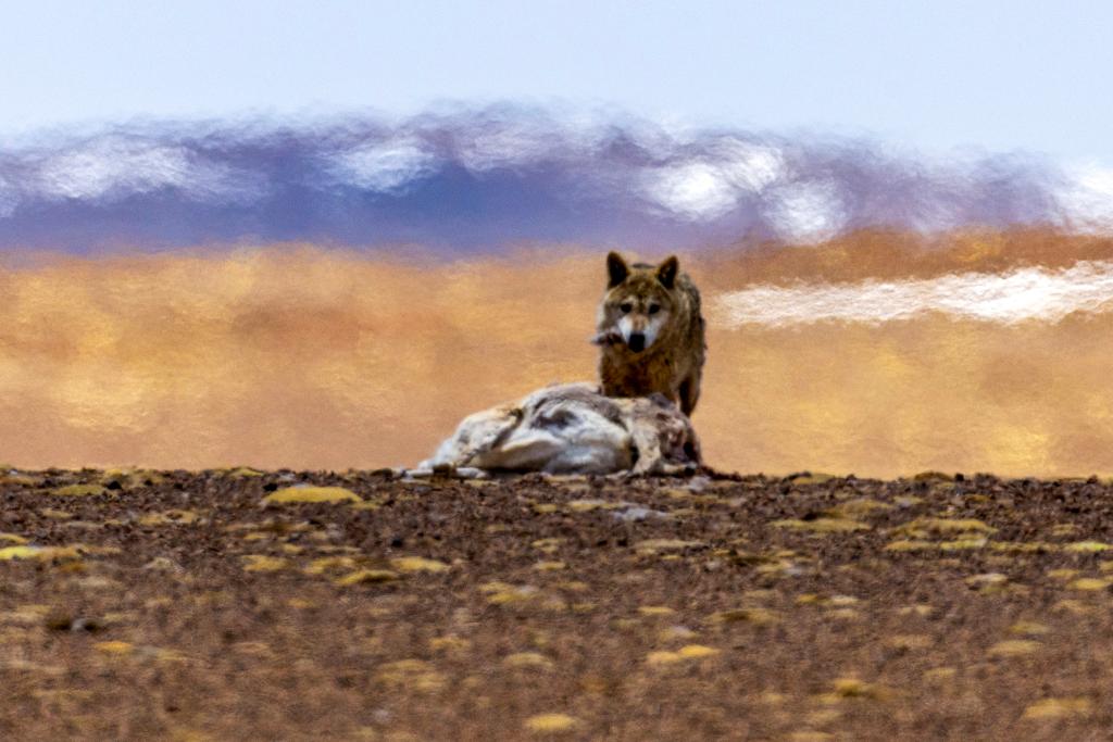Birth-giving migratory journey of Tibetan antelopes in SW China's Xizang