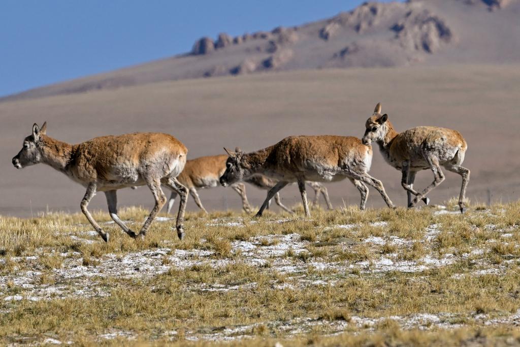 Birth-giving migratory journey of Tibetan antelopes in SW China's Xizang