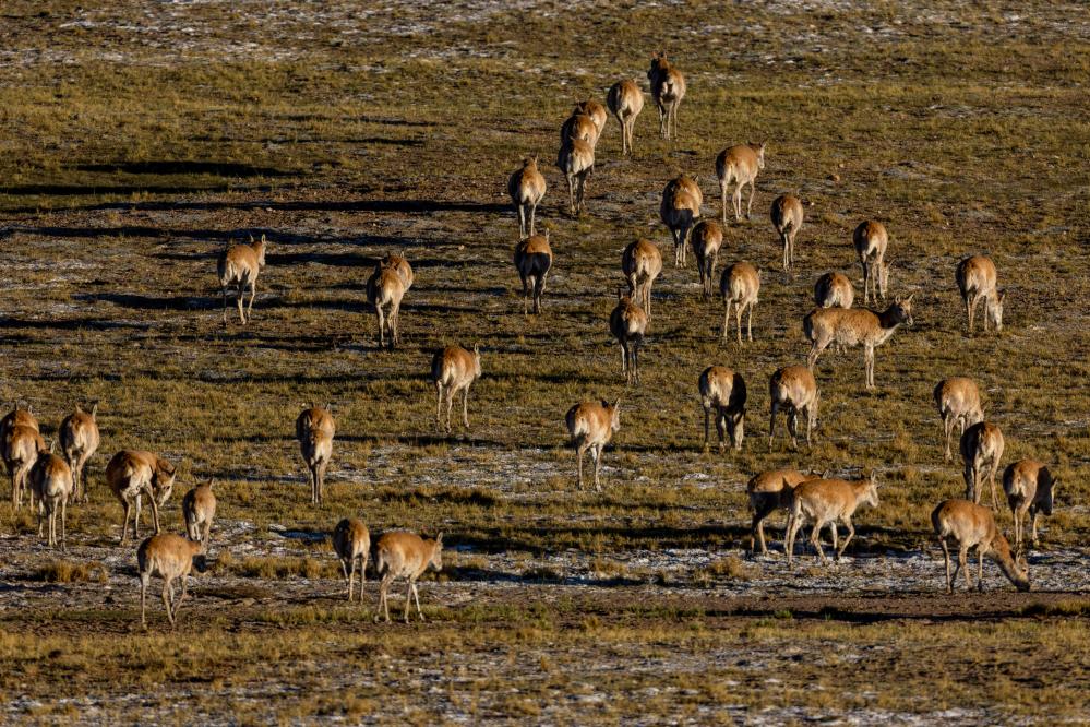 Birth-giving migratory journey of Tibetan antelopes in SW China's Xizang