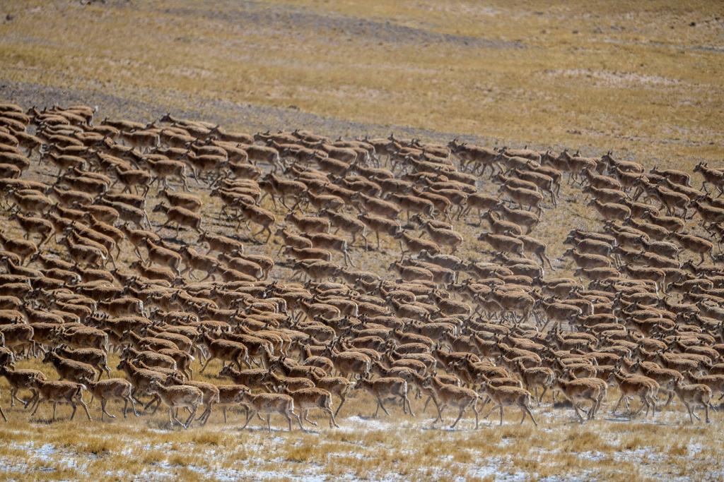 Birth-giving migratory journey of Tibetan antelopes in SW China's Xizang