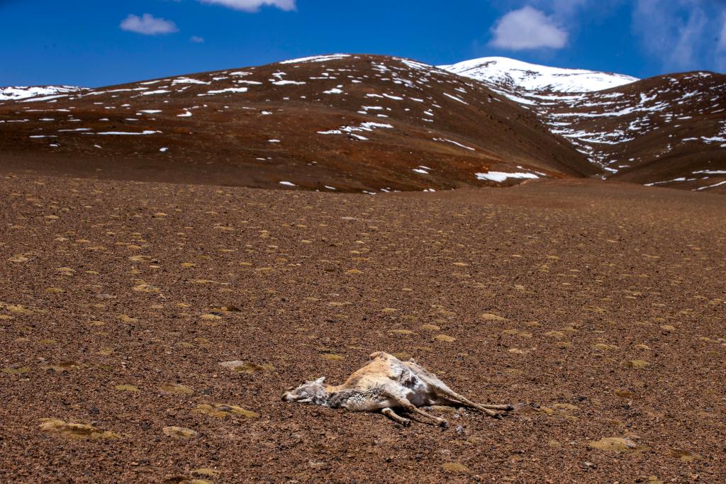 Birth-giving migratory journey of Tibetan antelopes in SW China's Xizang