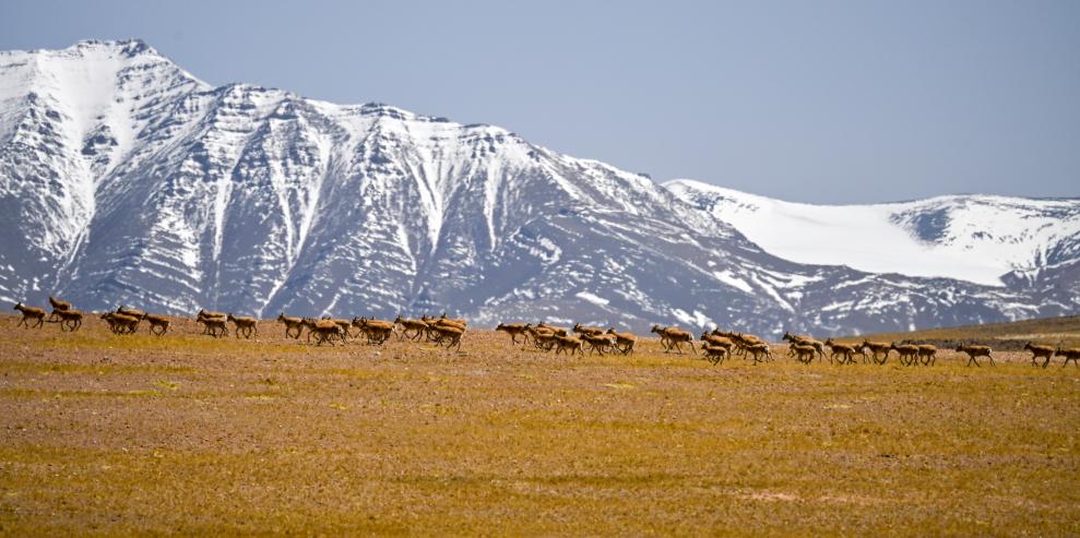 Birth-giving migratory journey of Tibetan antelopes in SW China's Xizang