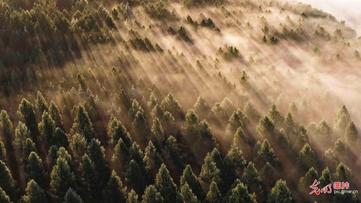 Morning mist in Saihaiban, N China's Hebei