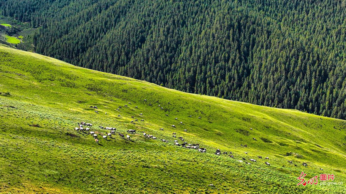 Qilian Mountains showcase summer splendor