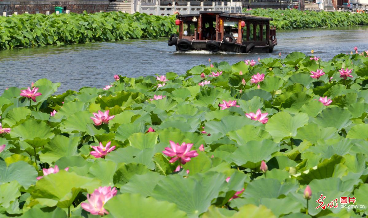 Lotus blossoms greet boaters in C China's Henan