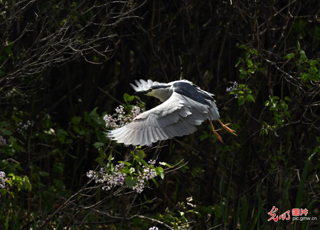 Graceful herons in early summer paint vibrant ecological landscape across China