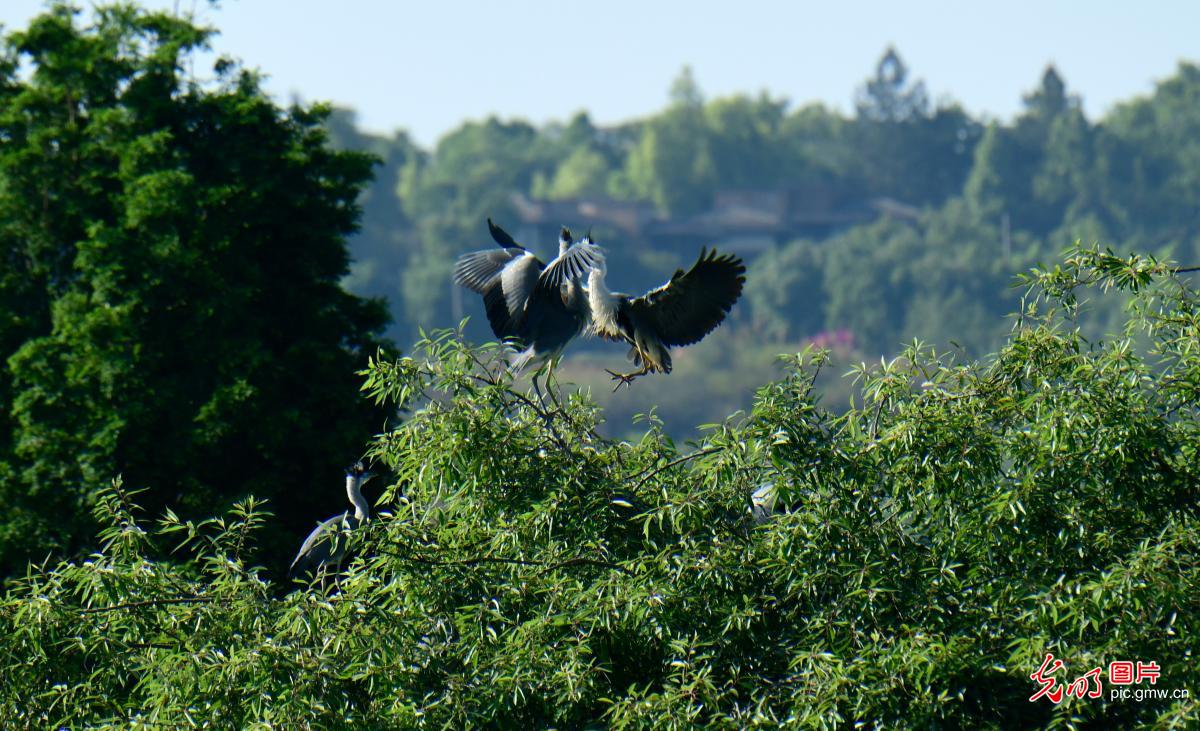 Graceful herons in early summer paint vibrant ecological landscape across China
