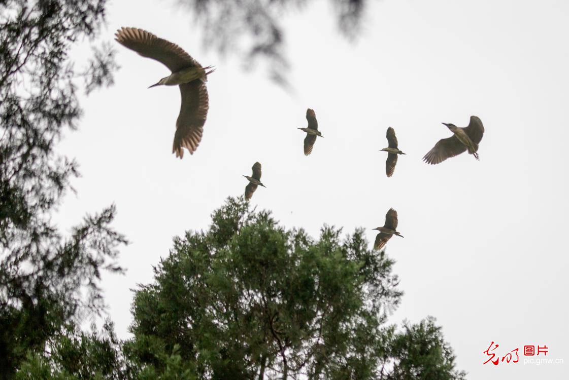 Graceful herons in early summer paint vibrant ecological landscape across China