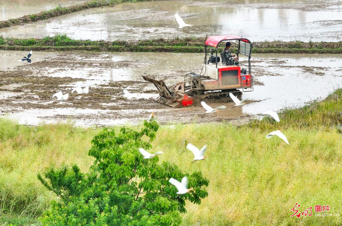 Graceful herons in early summer paint vibrant ecological landscape across China
