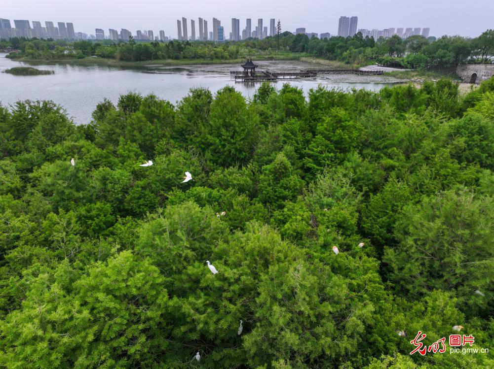 Graceful herons in early summer paint vibrant ecological landscape across China