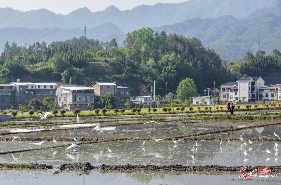 Graceful herons in early summer paint vibrant ecological landscape across China