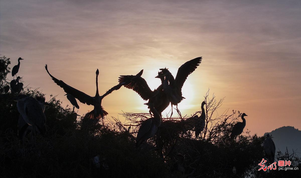 Graceful herons in early summer paint vibrant ecological landscape across China