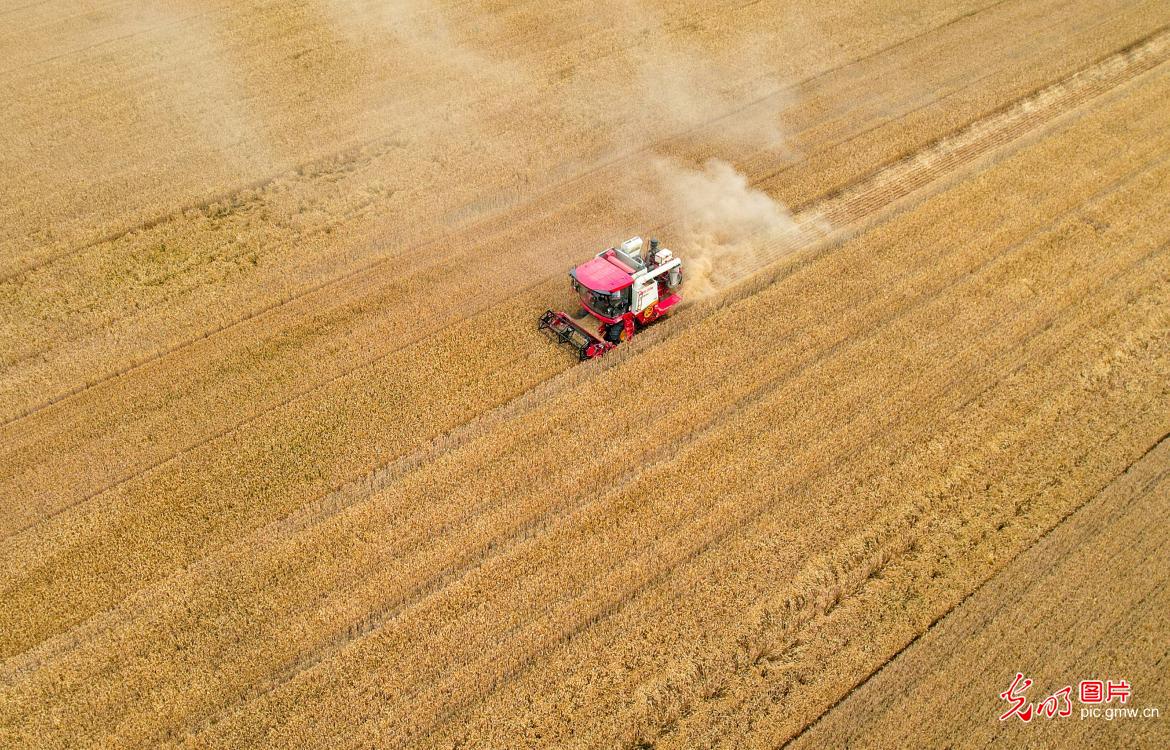 Farmers rush to harvest wheat across China as grain in ear season arrives
