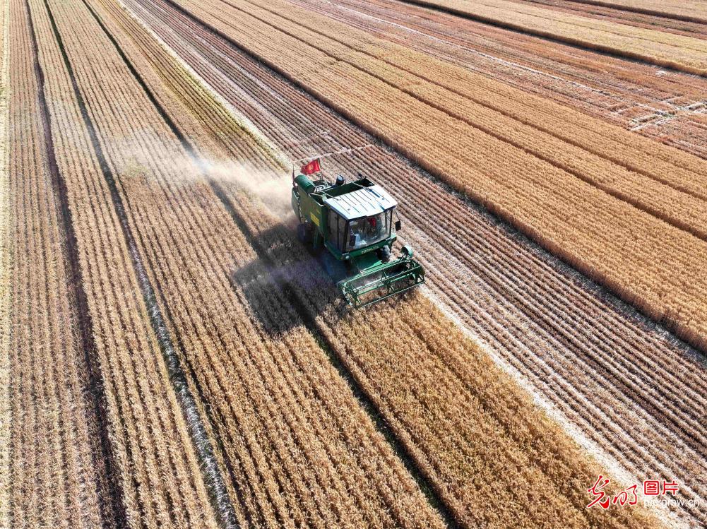 Farmers rush to harvest wheat across China as grain in ear season arrives