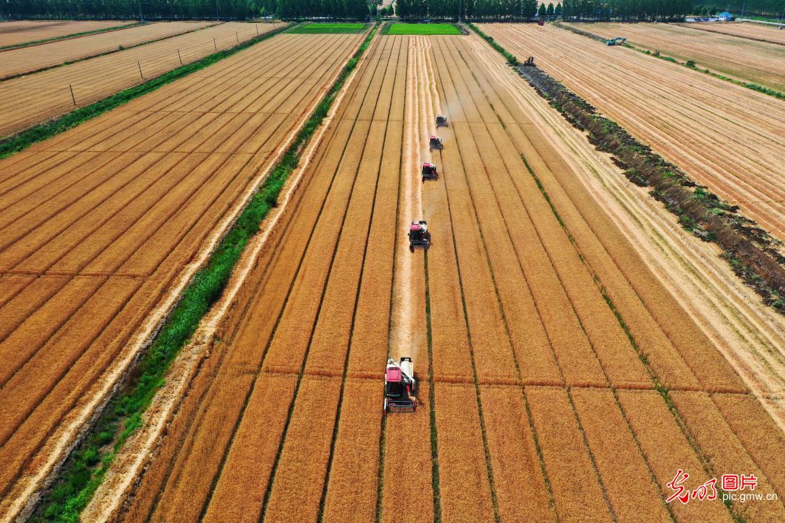 Farmers rush to harvest wheat across China as grain in ear season arrives
