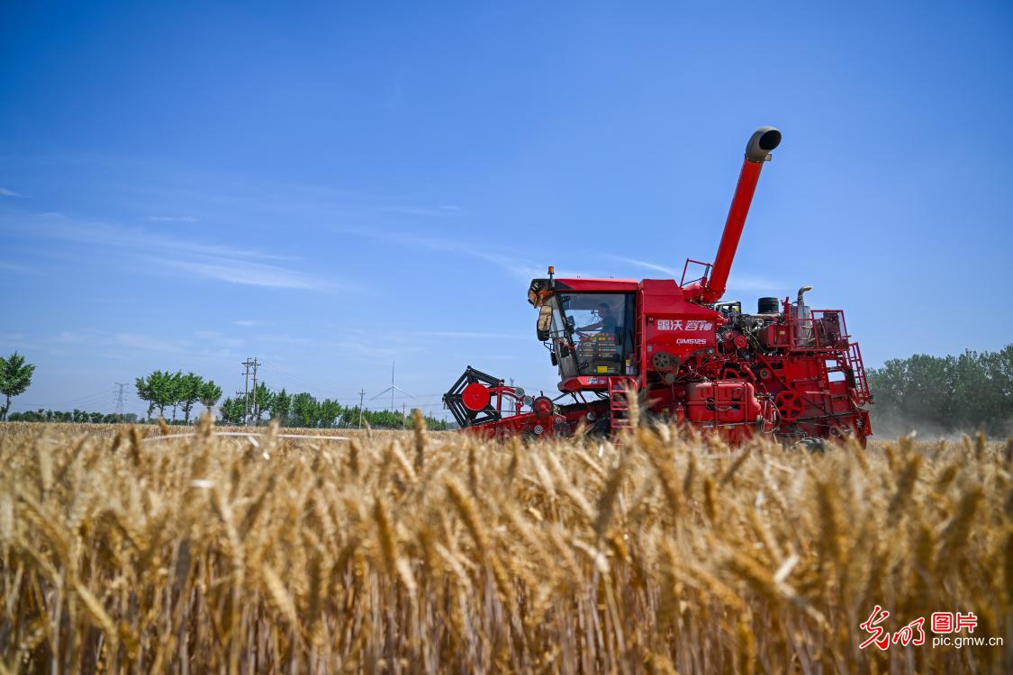 Farmers rush to harvest wheat across China as grain in ear season arrives