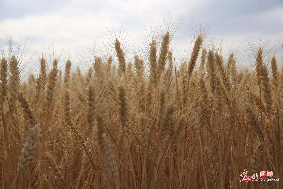 Farmers rush to harvest wheat across China as grain in ear season arrives