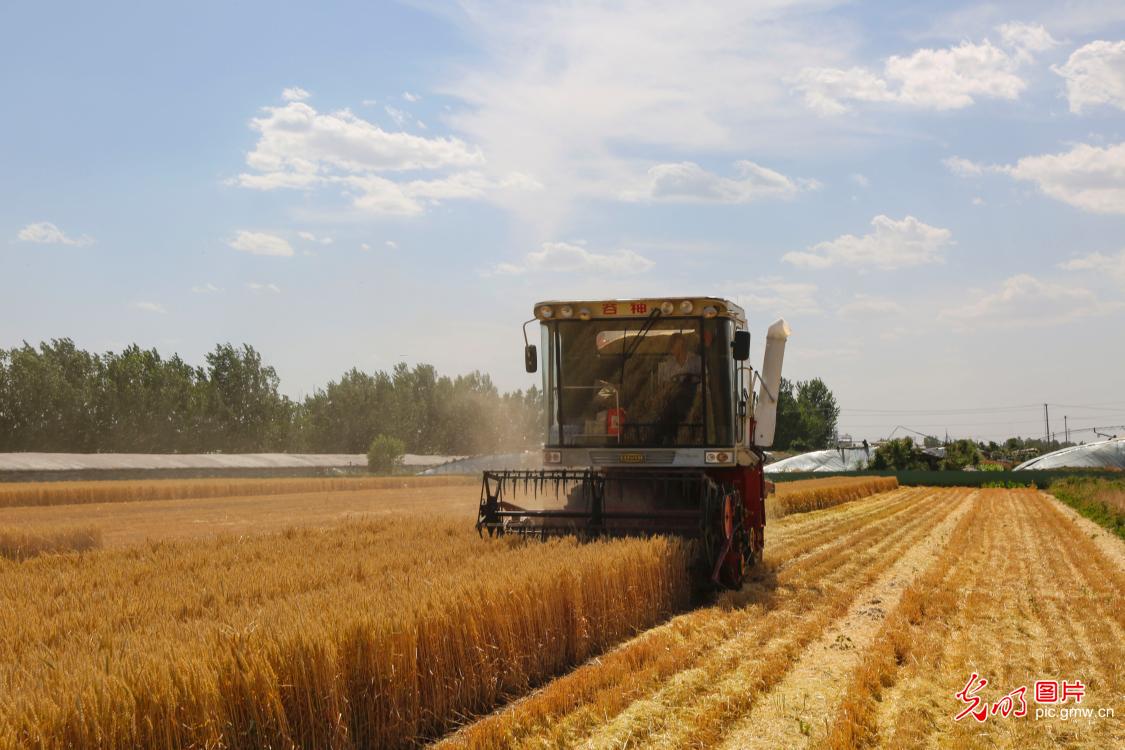 Farmers rush to harvest wheat across China as grain in ear season arrives