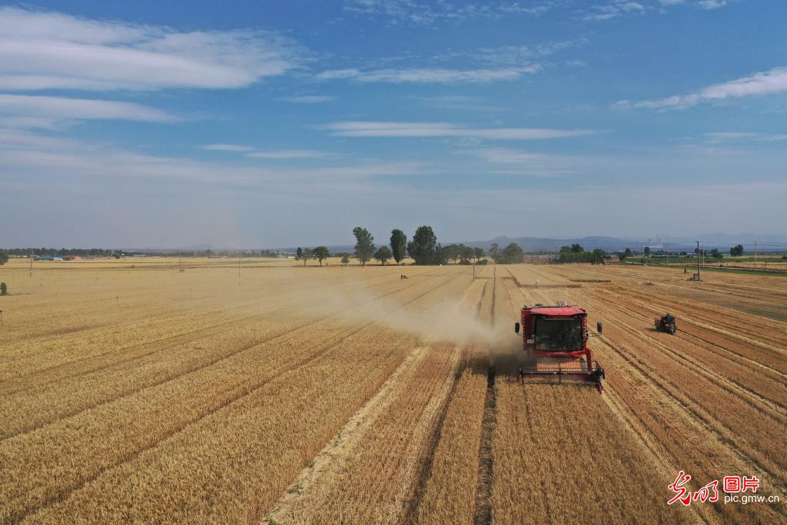 Farmers rush to harvest wheat across China as grain in ear season arrives