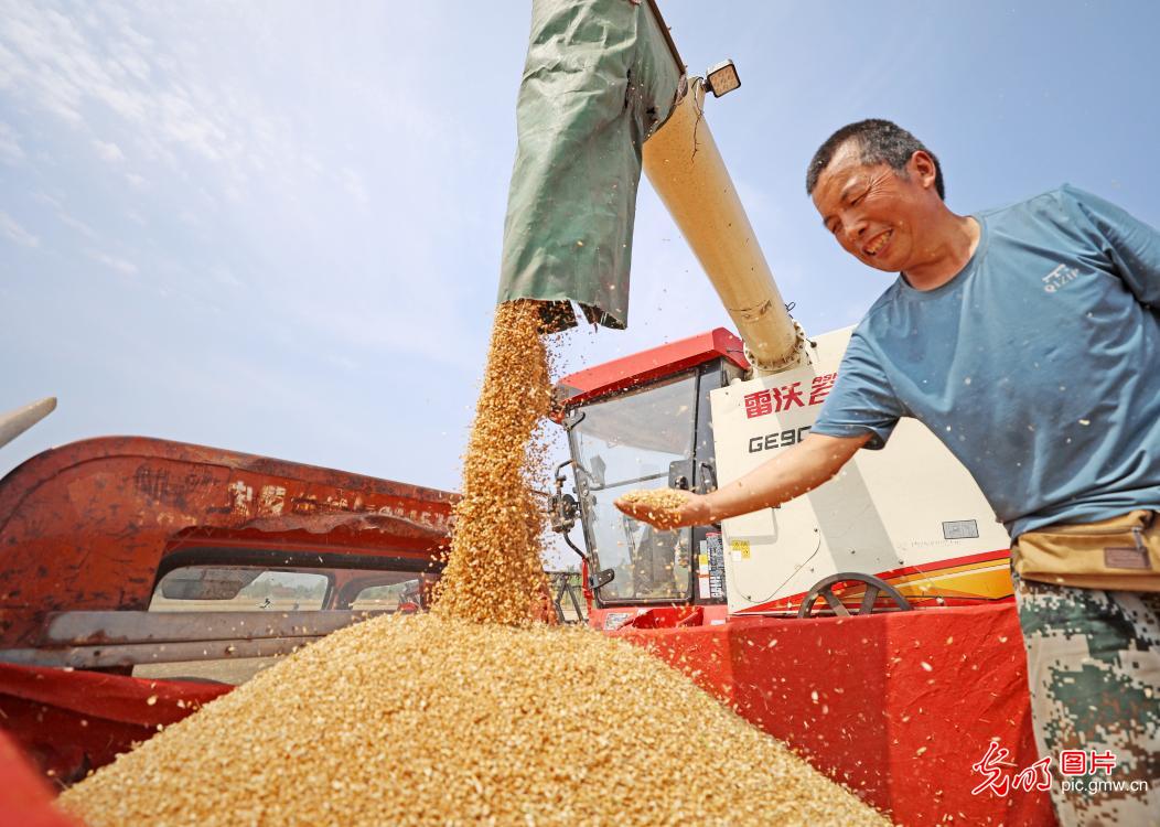 Farmers rush to harvest wheat across China as grain in ear season arrives