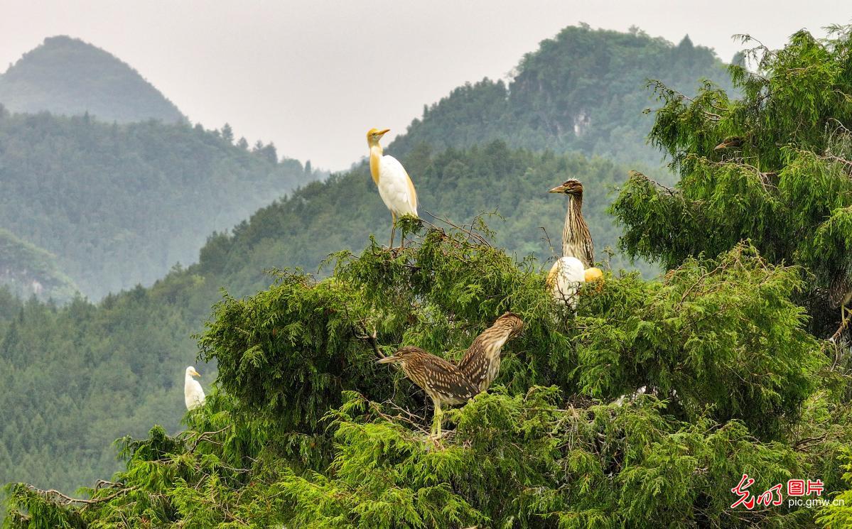 Herons thrive amid improving ecology in southwest China's Guizhou Province