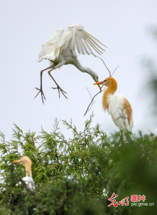Herons thrive amid improving ecology in southwest China's Guizhou Province