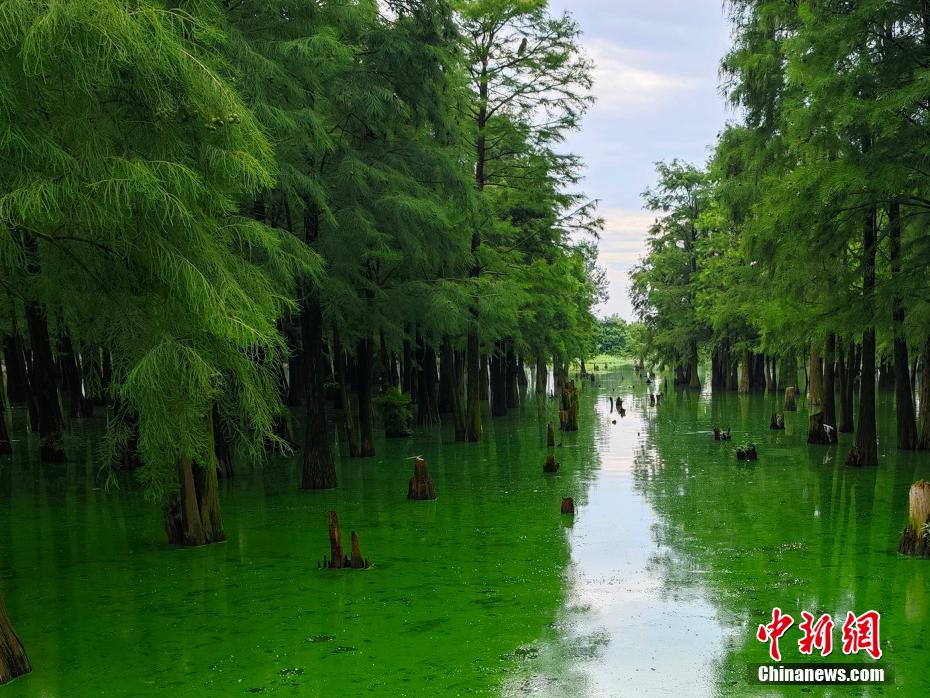 Fairyland-like wetland forest attracts tourists in E China’s Jiangxi