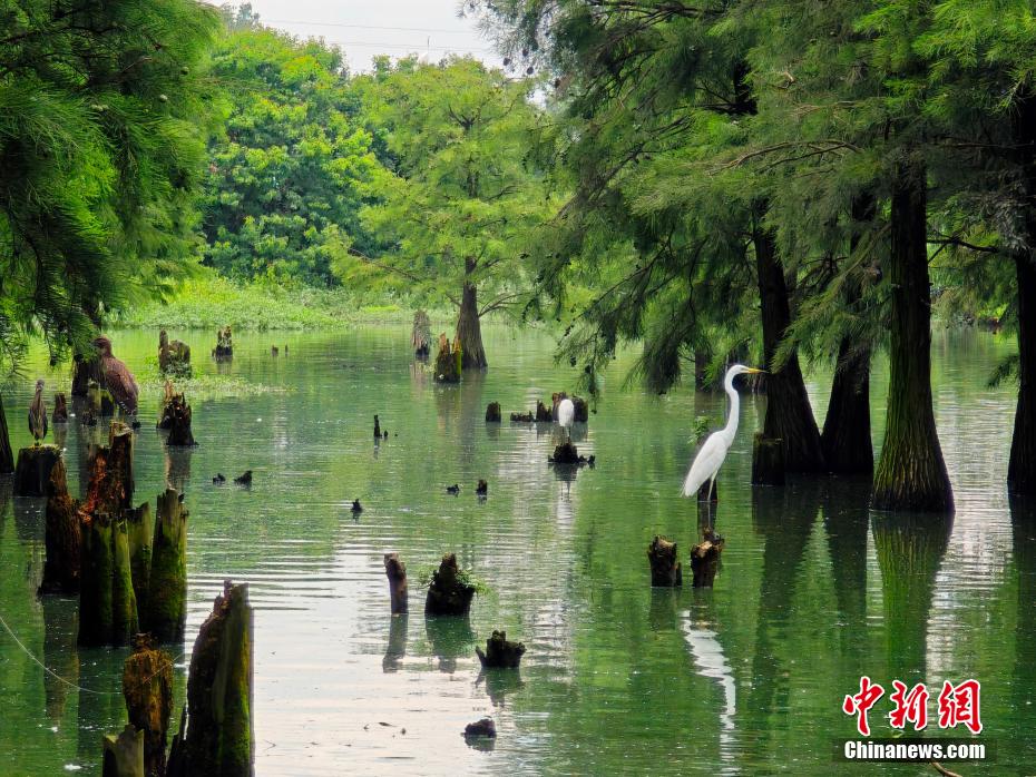 Fairyland-like wetland forest attracts tourists in E China’s Jiangxi