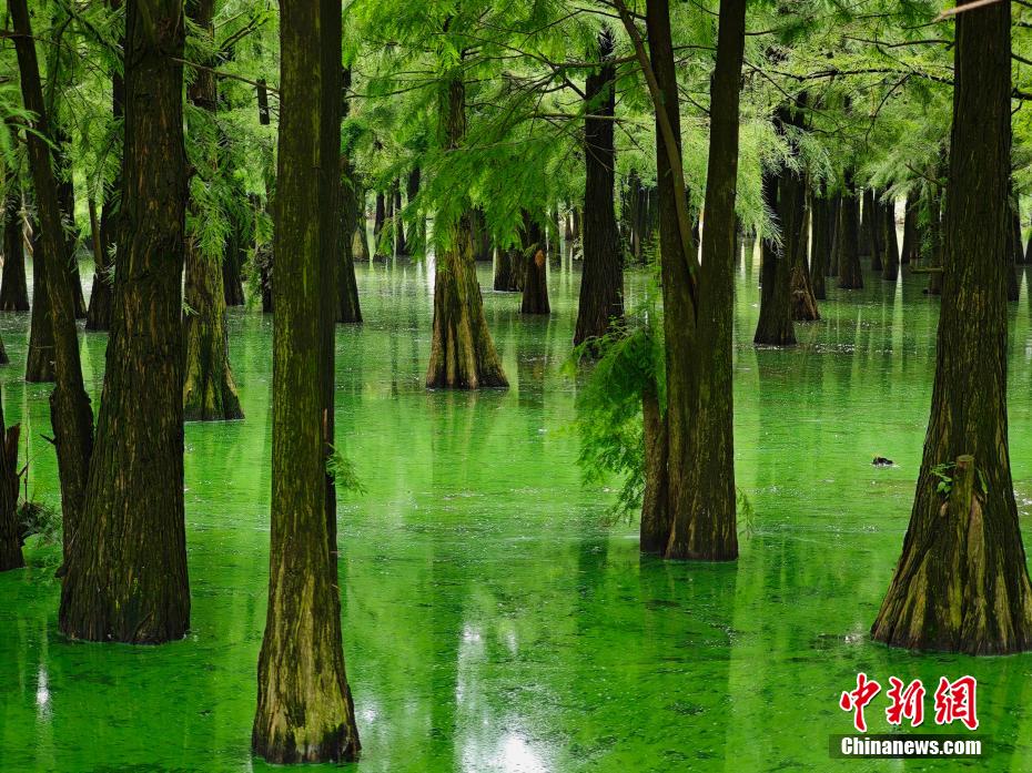 Fairyland-like wetland forest attracts tourists in E China’s Jiangxi