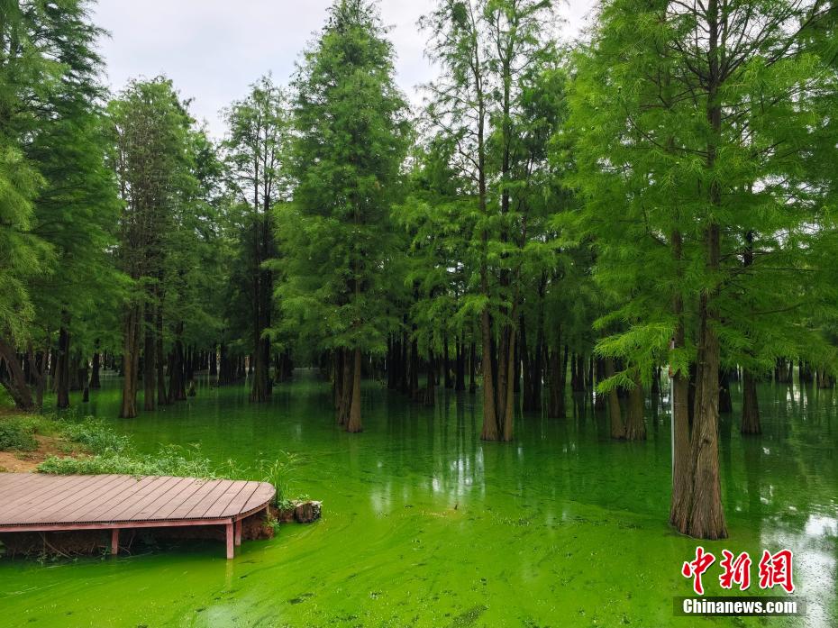 Fairyland-like wetland forest attracts tourists in E China’s Jiangxi