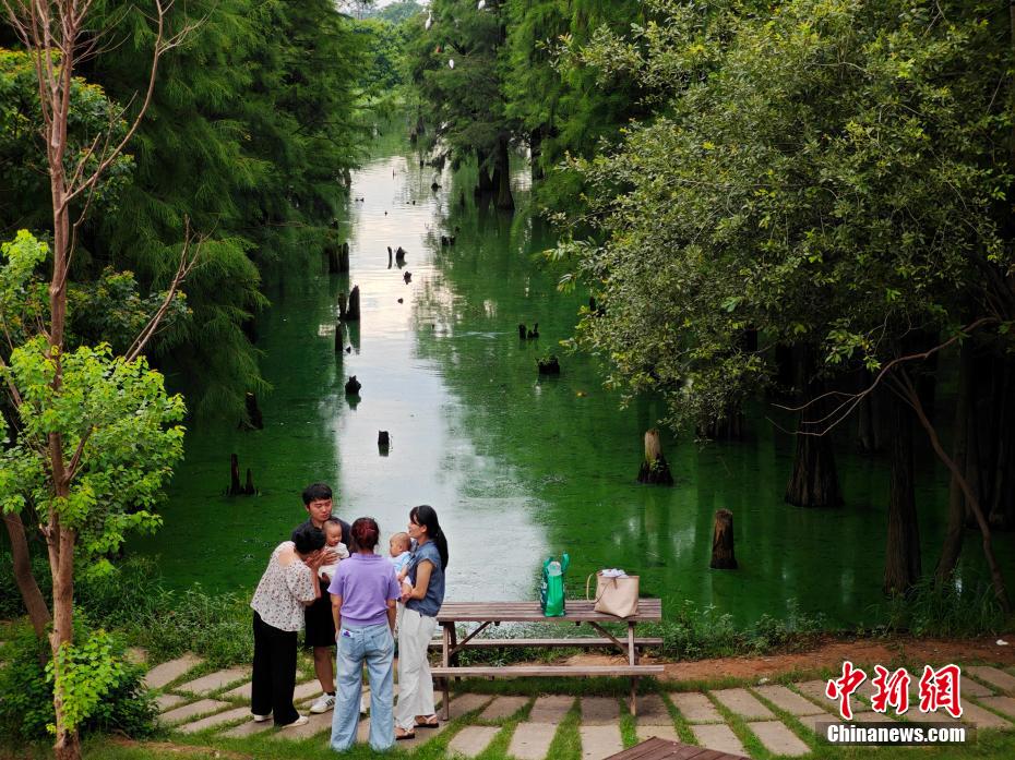 Fairyland-like wetland forest attracts tourists in E China’s Jiangxi
