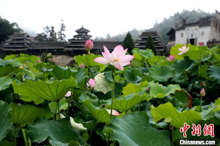 Tourists enjoy lotus flowers in full blossoms in S China’s Guangxi
