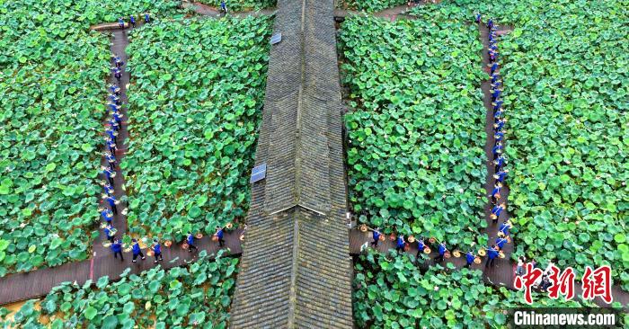 Tourists enjoy lotus flowers in full blossoms in S China’s Guangxi