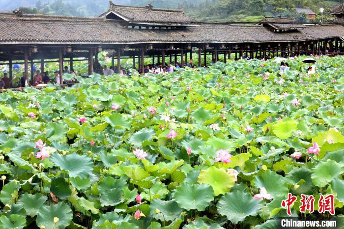 Tourists enjoy lotus flowers in full blossoms in S China’s Guangxi