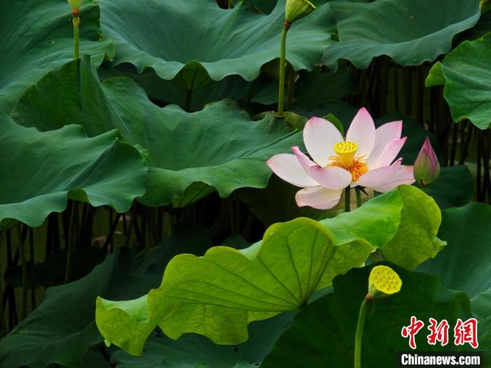 Scenery of blooming lotus flowers in E China’s Jiangxi Province