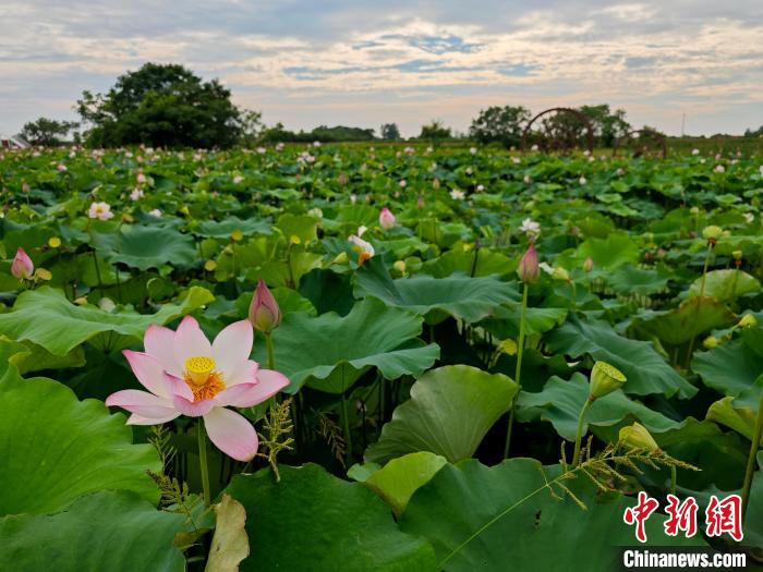 Scenery of blooming lotus flowers in E China’s Jiangxi Province