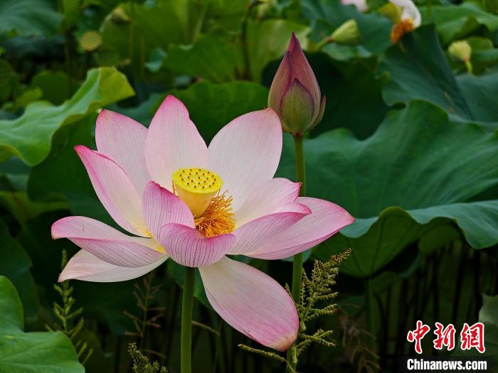 Scenery of blooming lotus flowers in E China’s Jiangxi Province