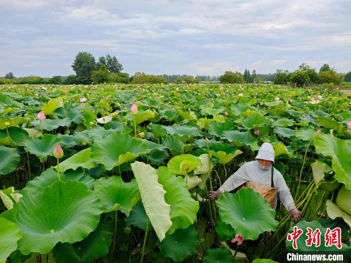 Scenery of blooming lotus flowers in E China’s Jiangxi Province