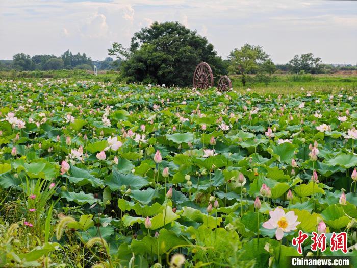 Scenery of blooming lotus flowers in E China’s Jiangxi Province