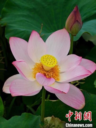 Scenery of blooming lotus flowers in E China’s Jiangxi Province