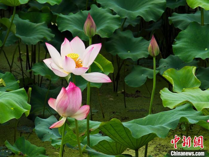 Scenery of blooming lotus flowers in E China’s Jiangxi Province