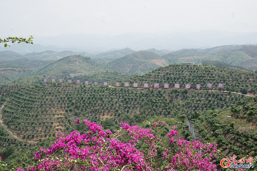 Thriving mango industry boosts rural vitality in Guangxi's Tianyang District