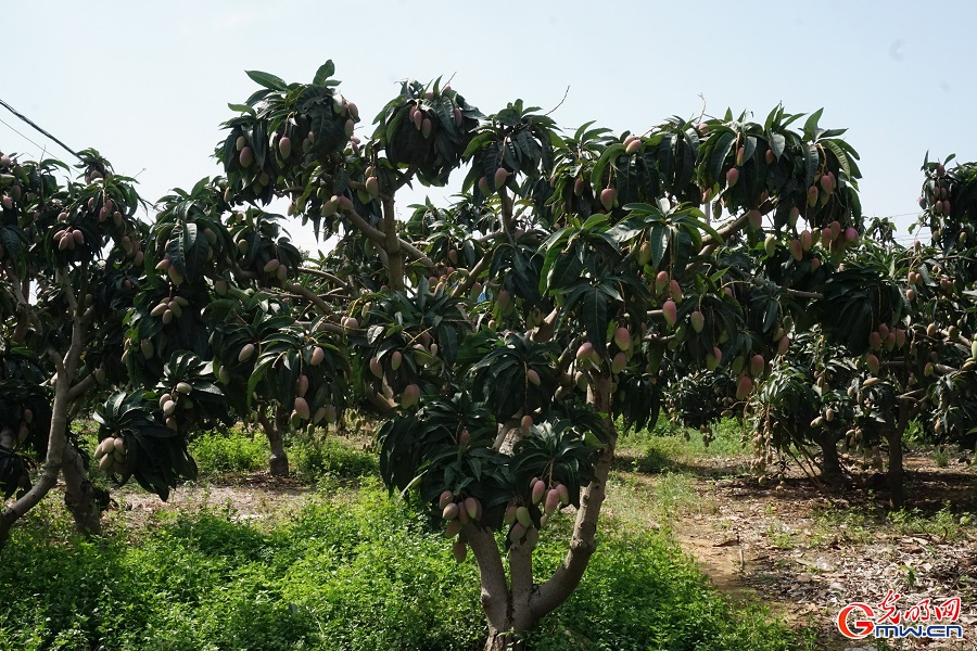 Thriving mango industry boosts rural vitality in Guangxi's Tianyang District